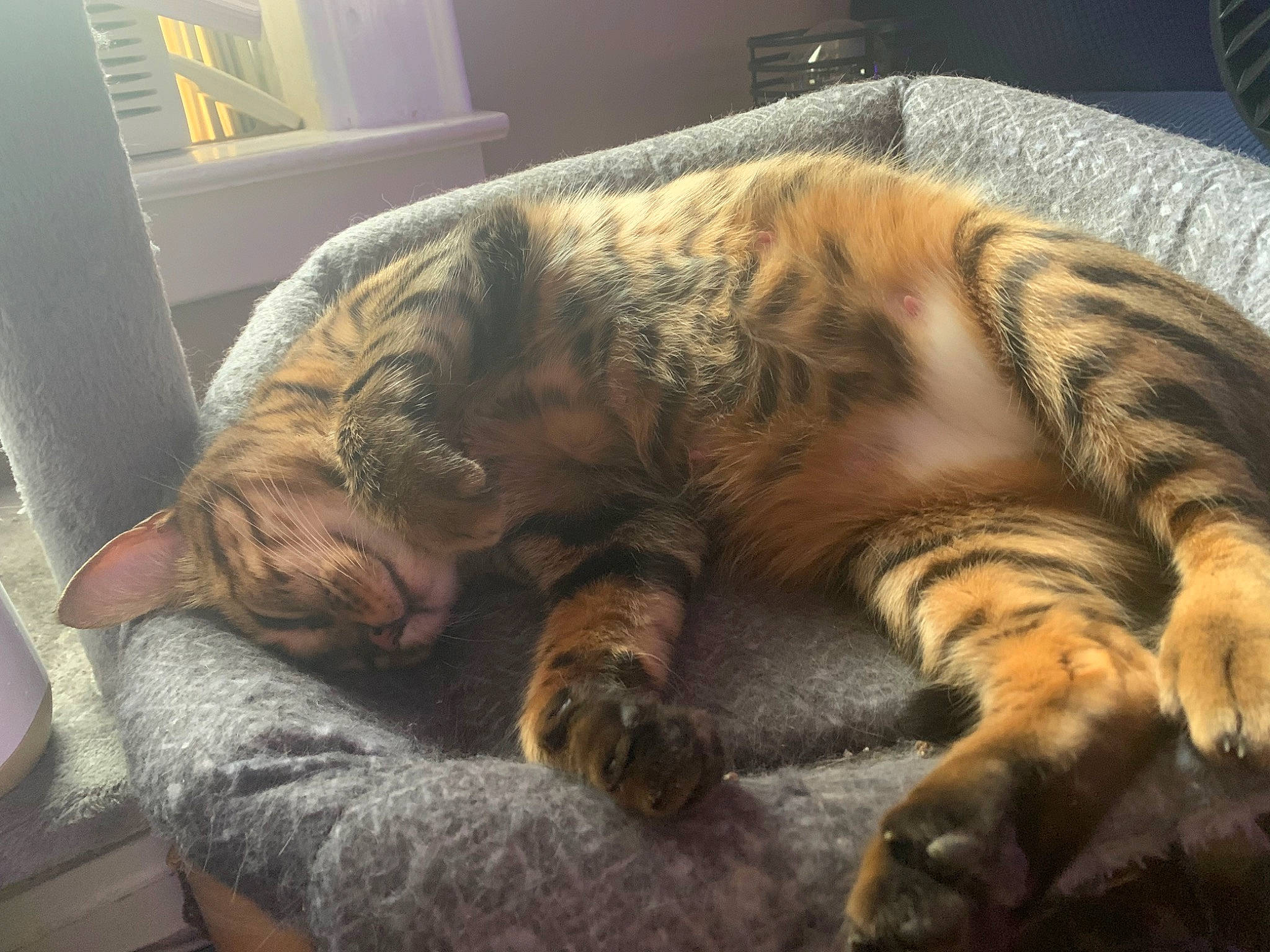 Fauna is registered to the contest to win money with this photo: bengal, carnivore, cat, claw, domestic_short_haired_cat, dragon_li, european_shorthair, felidae, fur, nap, nose, paw, pixie_bob, skin, sky, sleep, small_to_medium_sized_cats, tabby_cat, toyger, whiskers