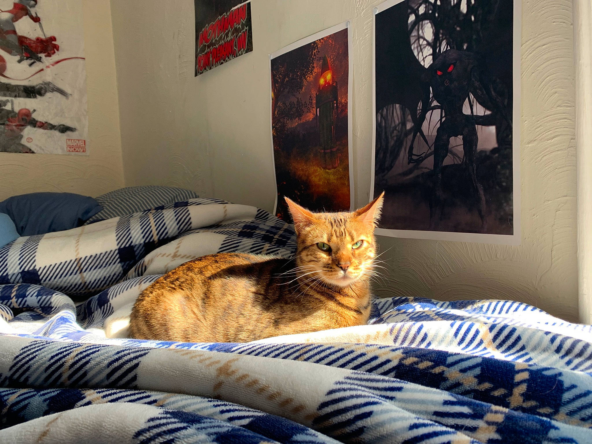 Fauna joined the competition — help win amazing prizes! bed, bed_sheet, bedroom, carnivore, cat, comfort, couch, felidae, fur, furniture, home, interior_design, kitten, living_room, pillow, room, small_to_medium_sized_cats, tabby_cat, textile, whiskers