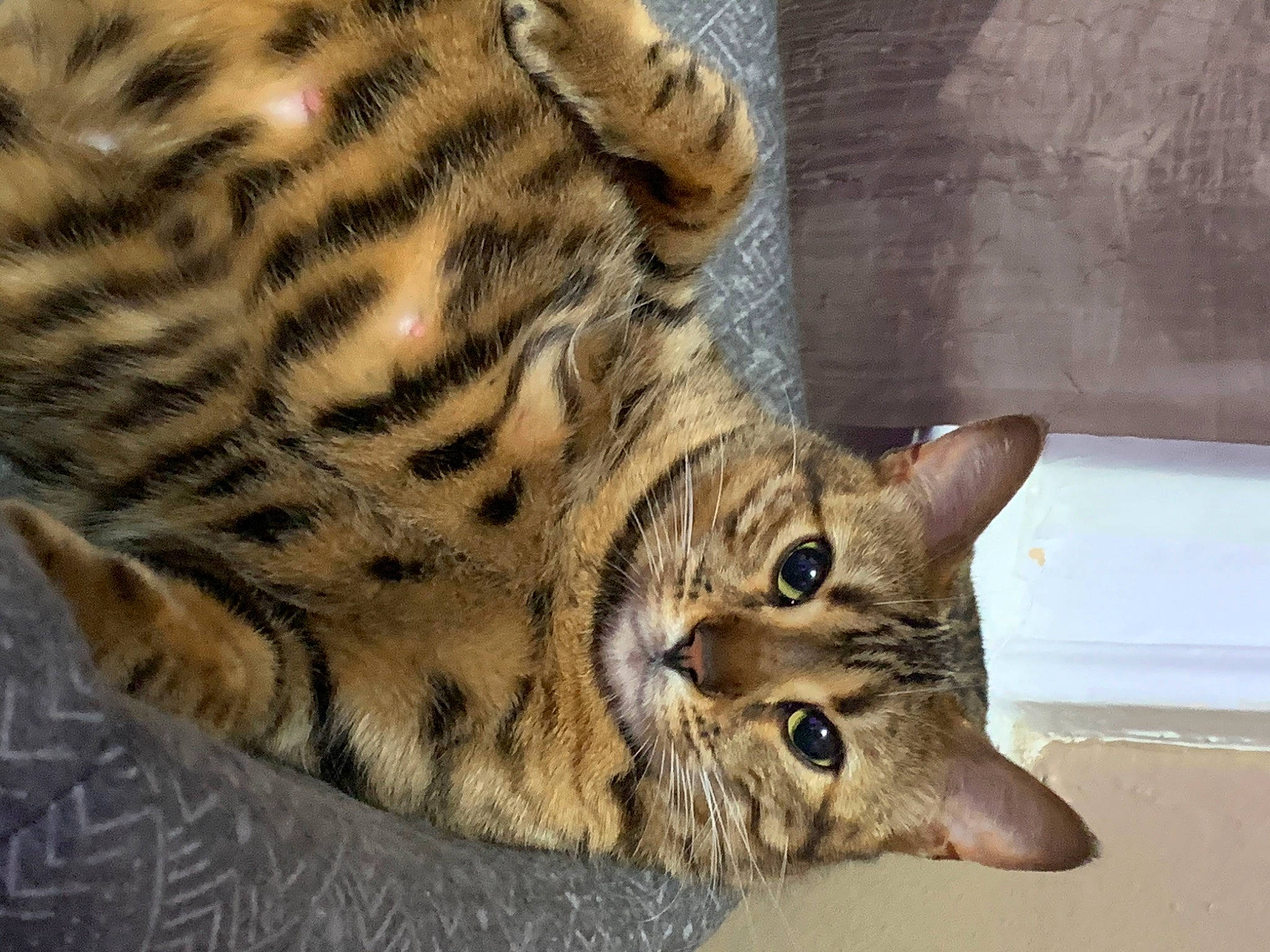 Fauna is registered to the contest to win money with this photo: american_shorthair, asian, australian_mist, bengal, california_spangled, carnivore, cat, domestic_short_haired_cat, dragon_li, european_shorthair, felidae, mammal, ocicat, savannah, small_to_medium_sized_cats, tabby_cat, toyger, vertebrate, whiskers, wild_cat