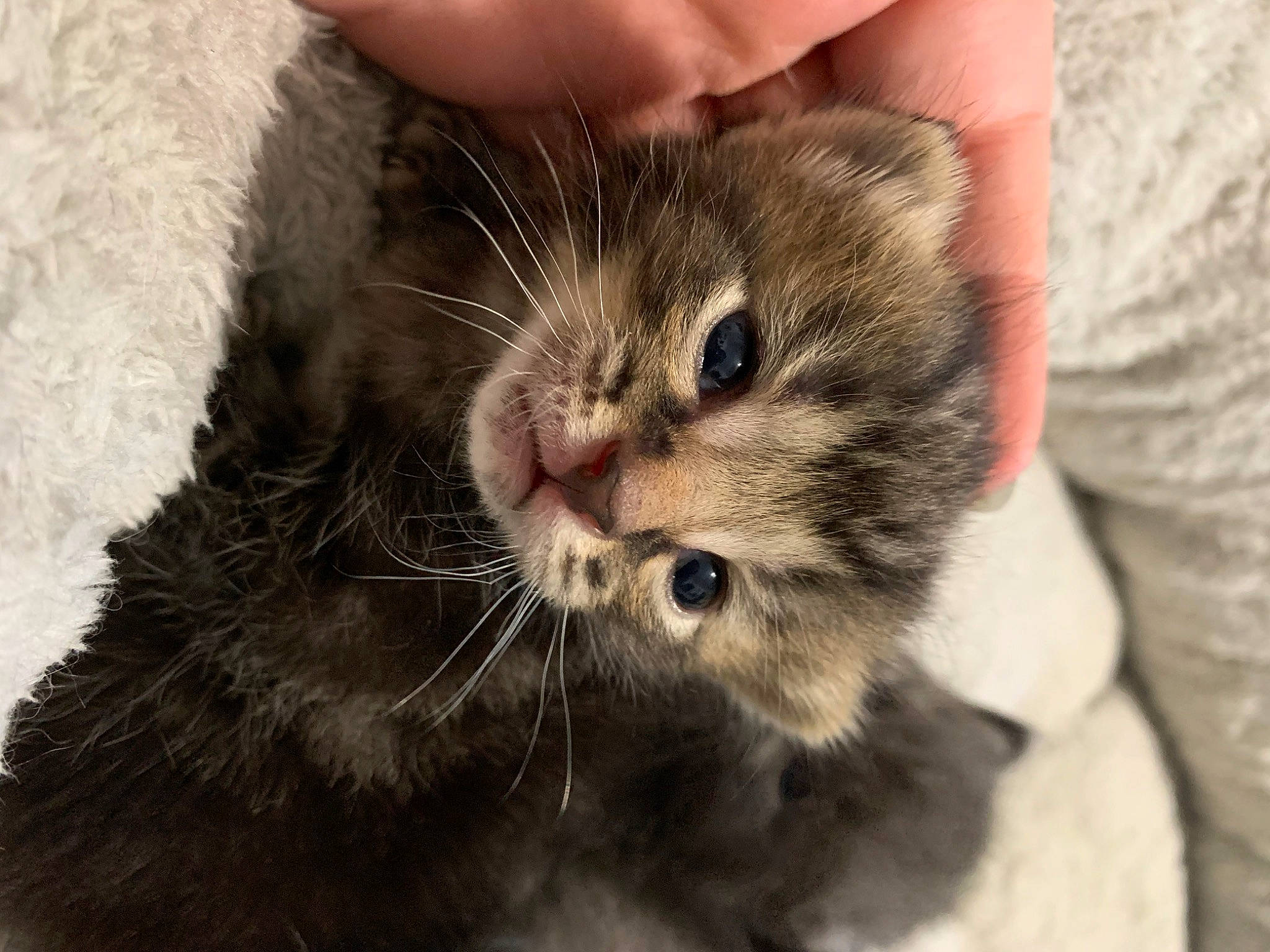 Scooter is registered to the contest to win money with this photo: asian, british_semi_longhair, carnivore, cat, claw, domestic_long_haired_cat, domestic_short_haired_cat, european_shorthair, eye, felidae, fur, kitten, mammal, munchkin, paw, polydactyl_cat, small_to_medium_sized_cats, snout, tabby_cat, whiskers