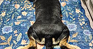 Bear joined the competition — help win amazing prizes! dog, animal, indoor, rug, floral_pattern, floor, wood_flooring, person, sneakers, black_pants, couch, coffee_mug, relaxation, pet, home, casual, seated, comfort, sprawled, colorful