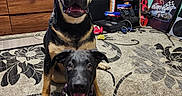 Bear is registered to the contest to win money with this photo: arcade_machine, black_dog, carpet, collar, dog, floor, furniture, gaming_console, happy, headphones, home, indoor, living_room, pet, sitting, skateboard, smiling, tan_and_black_dog, television, toy