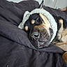 Bear is registered to the contest to win money with this photo: dog, sleeping, blanket, bed, cozy, black_and_tan, fur, resting, indoors, headband, cute, relaxed, pet, muzzle, snout, ears, home, comfort, animal, nap