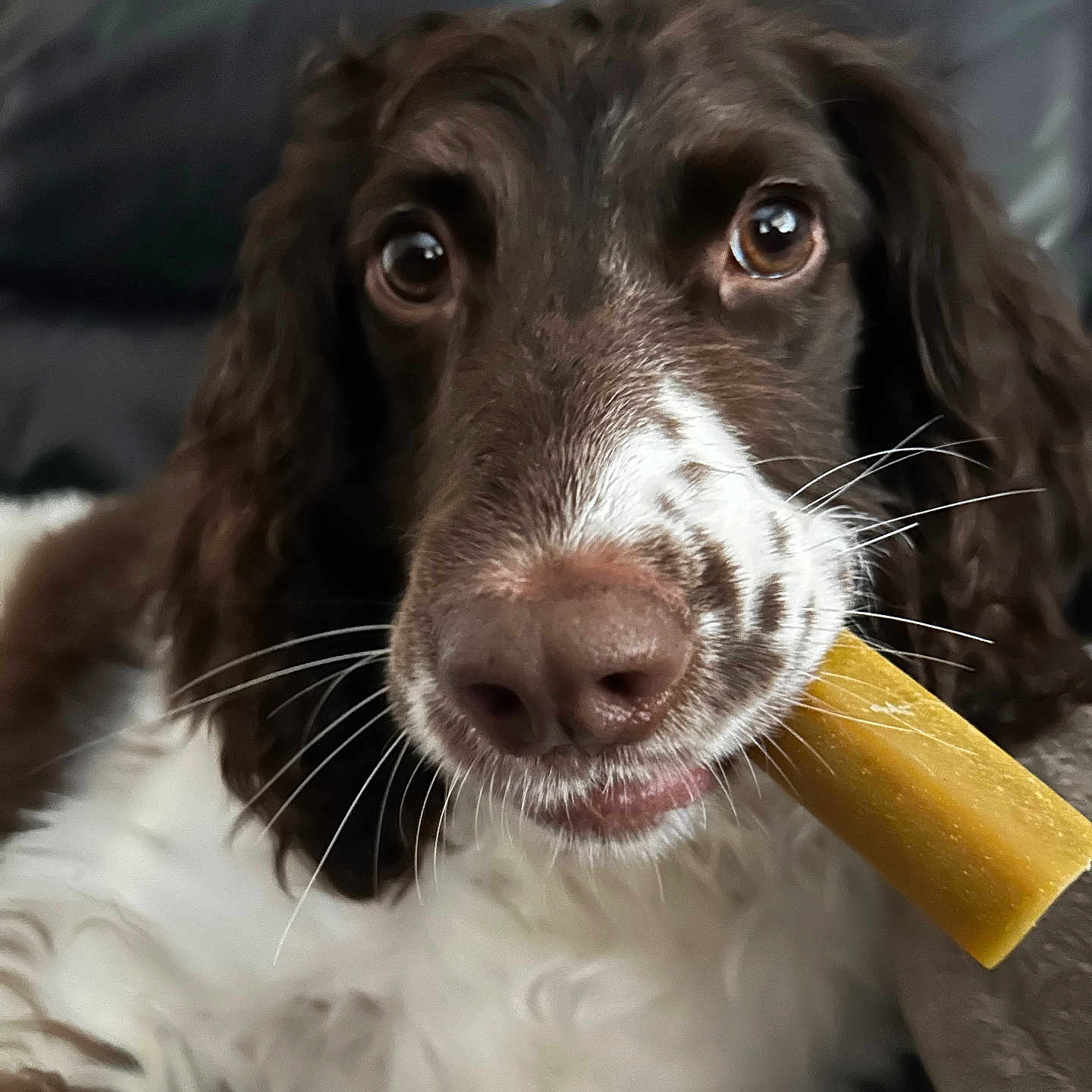 Molly joined the competition — help win amazing prizes! dog, brown_and_white, close_up, pet, chew_toy, couch, indoor, fluffy, fur, whiskers, relaxed, animal, companion, cute, portrait, snout, ears, brown_eyes, laying, household