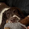 Molly is registered to the contest to win money with this photo: dog, brown, white, plush_toy, close_up, pet, animal, couch, leather, indoor, playful, cute, whiskers, nose, fur, eyes, toy, soft, looking_up, muzzle