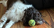 Molly is registered to the contest to win money with this photo: dog, sleeping, tennis_ball, wooden_floor, indoor, brown_and_white, resting, pet, leather_couch, relaxed, floorboards, door, animal, fur, canine, quiet, domestic, companion, home, nap