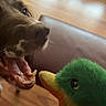 Molly is registered to the contest to win money with this photo: dog, toy, plush, duck, mouth_open, wooden_floor, pet, indoor, playful, closeup, animal, fur, snout, teeth, paw, brown, green, yellow, orange, footwear