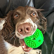 Molly joined the competition — help win amazing prizes! animal, brown_dog, chewing, close_up, companion, cute, dog, green_toy, happy, indoor, leather_background, mouth, nose, pet, pet_toy, playful, toy, whiskers, white_fur, wide_eyes