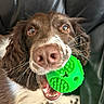 animal, brown_dog, chewing, close_up, companion, cute, dog, green_toy, happy, indoor, leather_background, mouth, nose, pet, pet_toy, playful, toy, whiskers, white_fur, wide_eyes