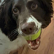 Molly is registered to the contest to win money with this photo: dog, tennis_ball, mouth, wooden_floor, pet, playful, close_up, animal, domestic_animal, brown_and_white, fur, whiskers, ears, indoor, looking_up, excited, teeth, nose, friendly, companion