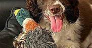 Molly joined the competition — help win amazing prizes! animal, brown, canine, closeup, cute, dog, domestic_animal, duck_toy, fur, happy, indoor, leather_chair, pet, playful, plush_toy, resting, smiling, tongue_out, toy, white