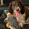 animal, brown, canine, closeup, cute, dog, domestic_animal, duck_toy, fur, happy, indoor, leather_chair, pet, playful, plush_toy, resting, smiling, tongue_out, toy, white