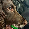 amber_eye, animal, brown_dog, canine, close_up, couch, dog, expression, eye, fur, indoor, leather, mouth_open, nose, pet, portrait, snout, teeth, texture, whiskers