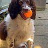 dog, orange_ball, curly_ears, outdoor, concrete_floor, trash_bin, blue_door, pet, playful, brown_and_white, sitting, fur, animal, canine, toy, expression, looking, daylight, spotlight, quiet
