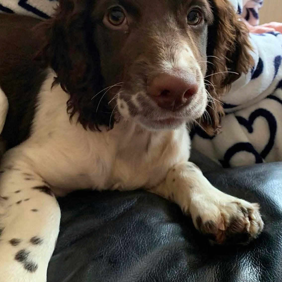 Molly