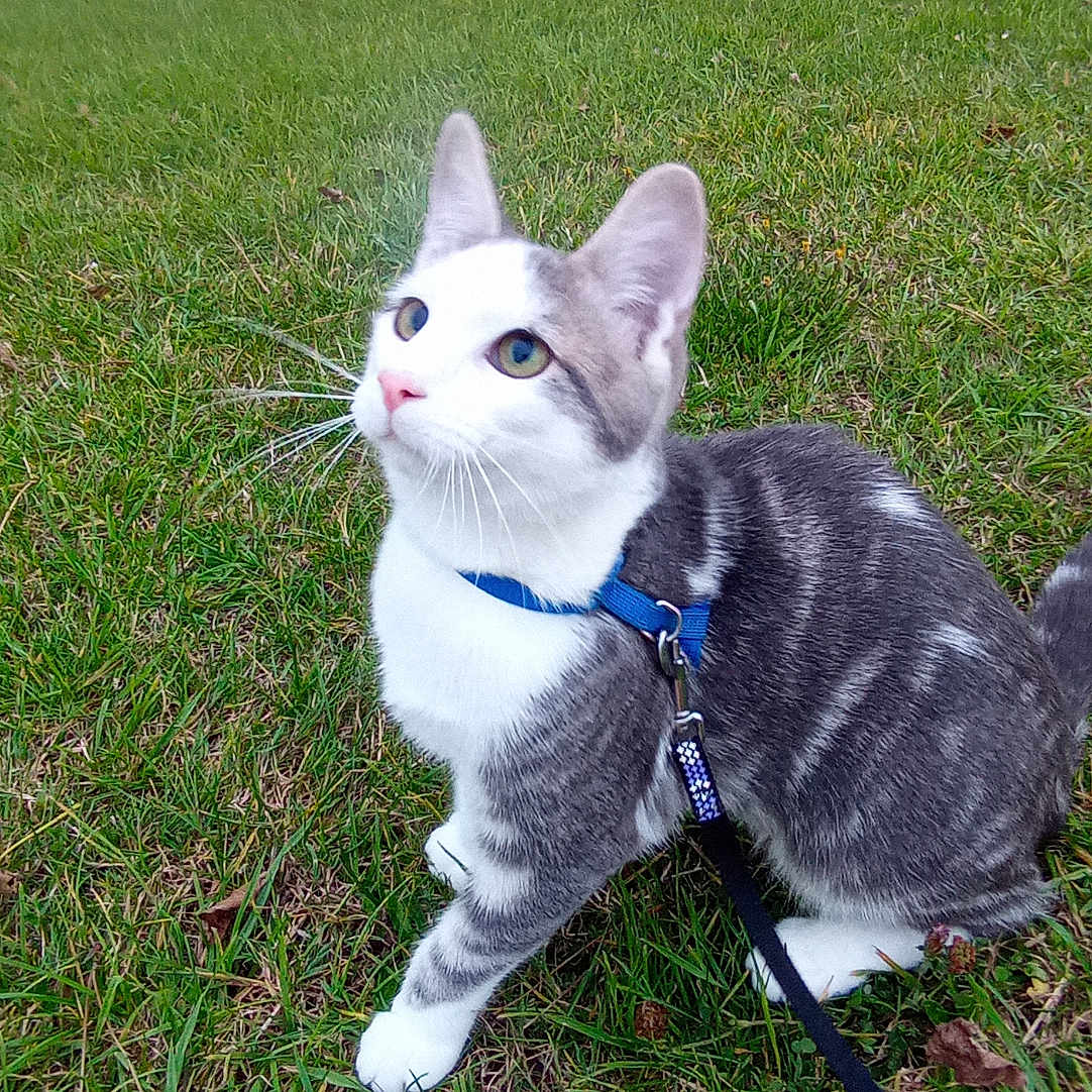 Yugi a rejoint le concours — aidez-le/la à gagner de superbes lots ! abyssinian, accessories, animal, cat, field, formalwear, grass, grassland, harness, kitten, lawn, leash, manx, nature, outdoors, person, pet, plant, siamese, strap