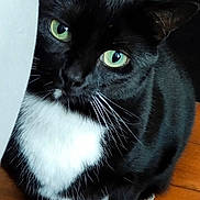 Nala a rejoint le concours — aidez-le/la à gagner de superbes lots ! cat, black_and_white, tuxedo_cat, green_eyes, whiskers, curious, indoor, wooden_floor, pet, animal, feline, cute, looking_up, sitting, close_up, fur, domestic_cat, playful, household, portrait