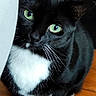 cat, black_and_white, tuxedo_cat, green_eyes, whiskers, curious, indoor, wooden_floor, pet, animal, feline, cute, looking_up, sitting, close_up, fur, domestic_cat, playful, household, portrait