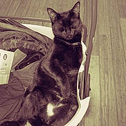 Pixie And Shadow is registered to the contest to win money with this photo: animal, armchair, bed, blackcat, cat, chair, computer, electronics, furniture, hardwood, indoors, interiordesign, kitten, laptop, manx, pc, person, pet, plywood, wood