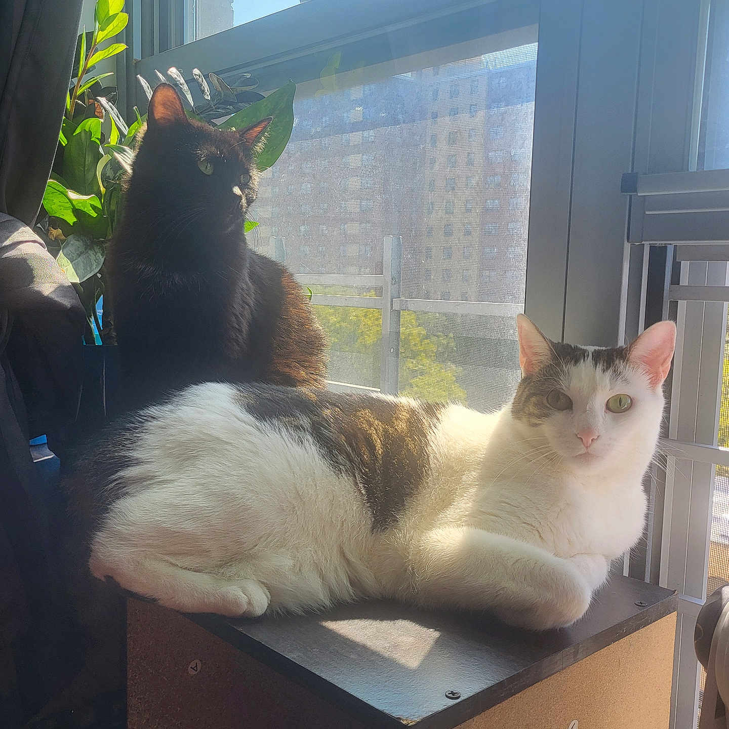 Pixie And Shadow is registered to the contest to win money with this photo: abyssinian, angora, animal, cat, chair, desk, furniture, indoors, jar, kitten, manx, pet, plant, planter, pottedplant, pottery, table, vase, window, windowsill