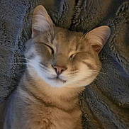 Bud participe au concours pour gagner de l'argent avec cette photo : abyssinian, angora, animal, blanket, cat, kitten, manx, pet, siamese