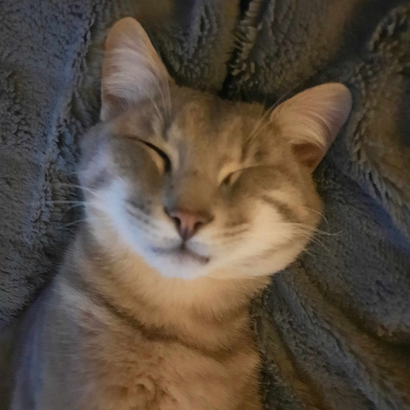 Bud