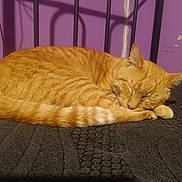 Cody joined the competition — help win amazing prizes! cat, orange_tabby, sleeping, curled_up, bed, blanket, indoor, feline, pet, resting, cozy, purple_wall, black_bed_frame, fur, whiskers, relaxed, animal, cute, domestic_cat, quiet