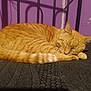 cat, orange_tabby, sleeping, curled_up, bed, blanket, indoor, feline, pet, resting, cozy, purple_wall, black_bed_frame, fur, whiskers, relaxed, animal, cute, domestic_cat, quiet