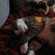 Stormie joined the competition — help win amazing prizes! cat, pet, animal, feline, sleeping, blanket, plush_toy, indoor, cozy, relaxed, fur, whiskers, paw, soft_lighting, couch, texture, brown, gray, white, home