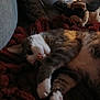 cat, pet, animal, feline, sleeping, blanket, plush_toy, indoor, cozy, relaxed, fur, whiskers, paw, soft_lighting, couch, texture, brown, gray, white, home