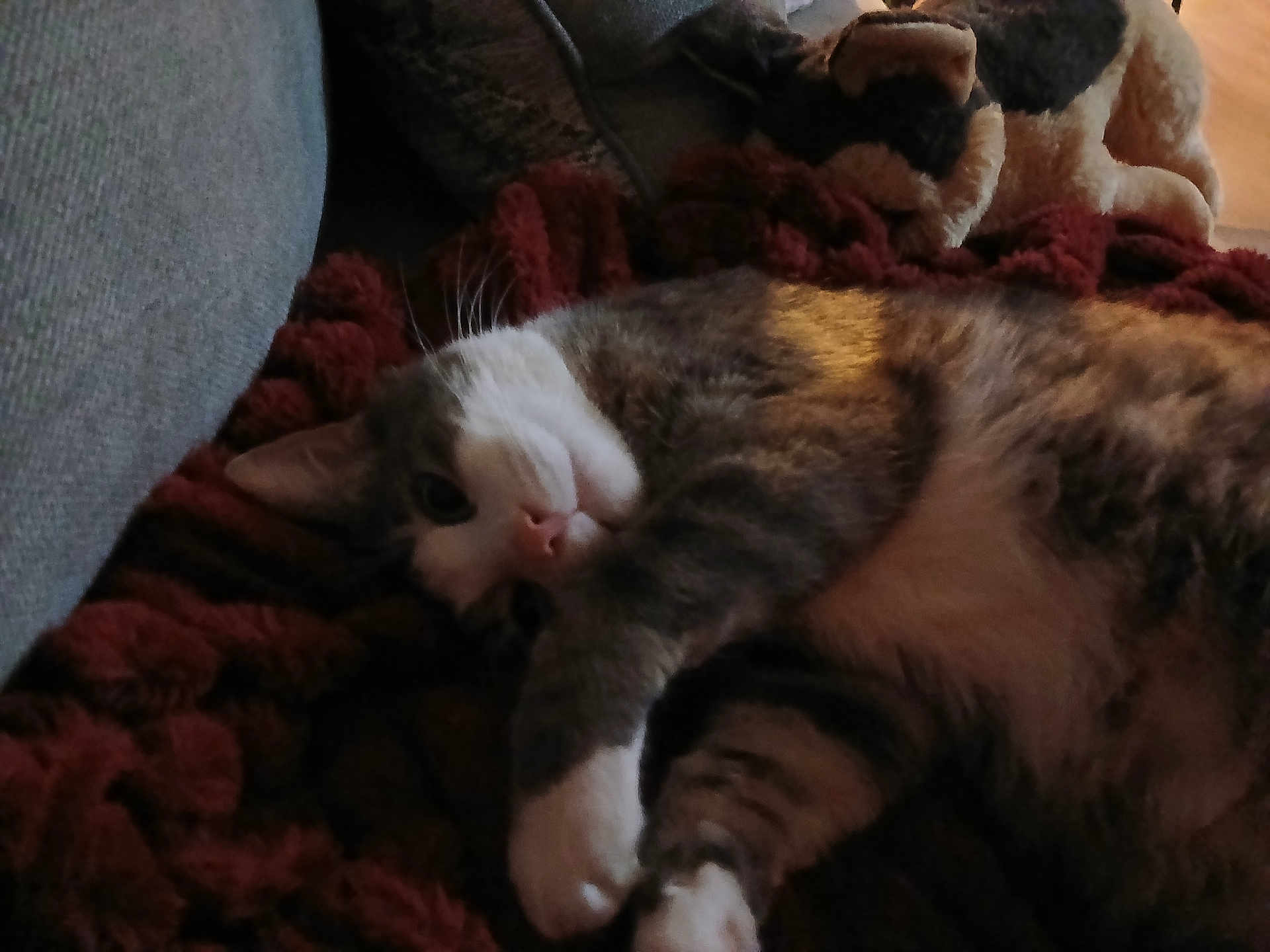 Stormie joined the competition — help win amazing prizes! cat, pet, animal, feline, sleeping, blanket, plush_toy, indoor, cozy, relaxed, fur, whiskers, paw, soft_lighting, couch, texture, brown, gray, white, home
