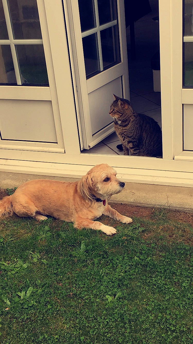 Hasta a rejoint le concours — aidez-le/la à gagner de superbes lots ! carnivore, chair, companion_dog, dog, dog_breed, door, fawn, felidae, flooring, grass, hardwood, home_door, house, mammal, porch, siding, snout, tints_and_shades, window, wood