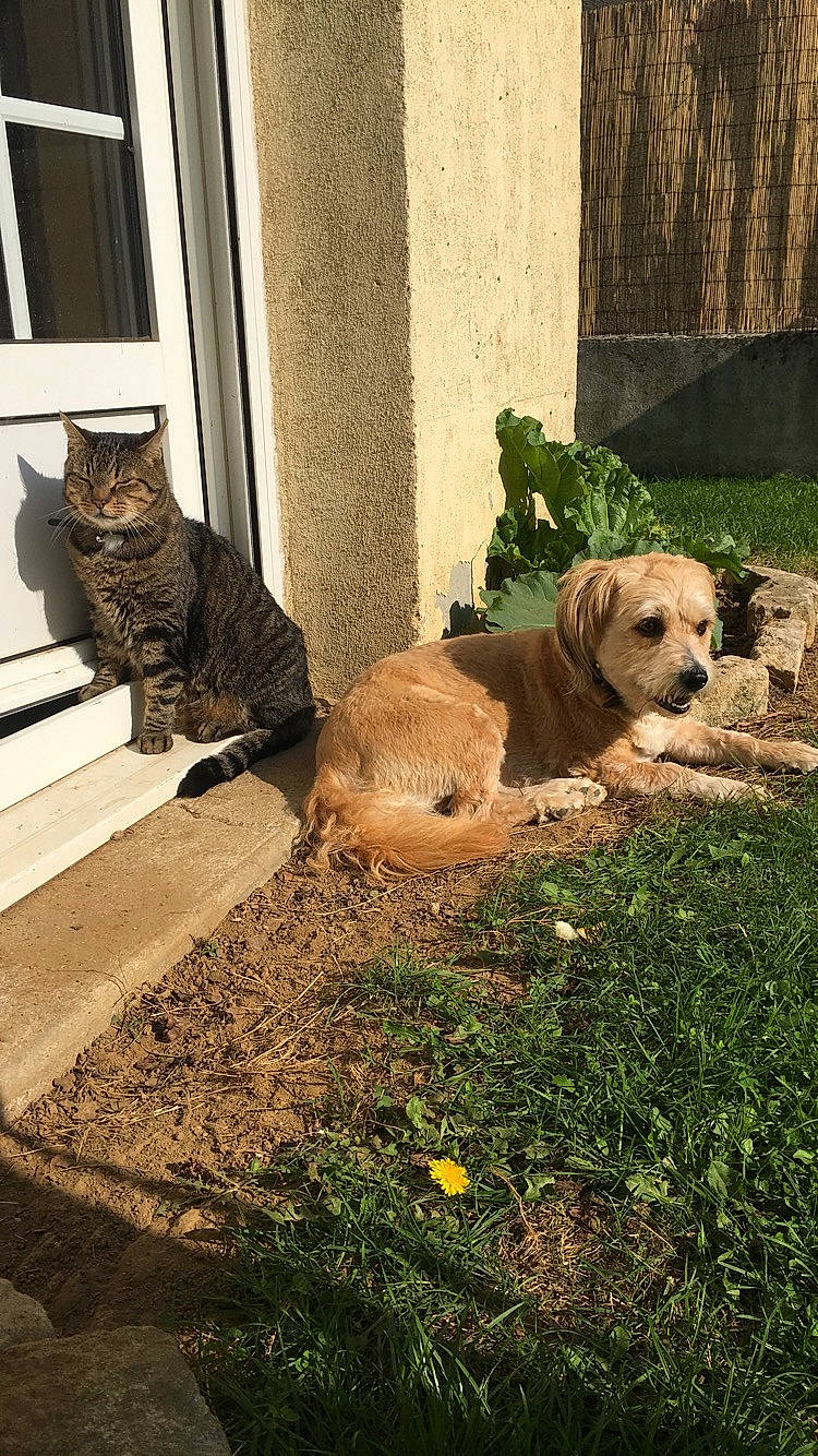 Hasta a rejoint le concours — aidez-le/la à gagner de superbes lots ! building, carnivore, cat, companion_dog, dog, dog_breed, door, felidae, flooring, grass, plant, porch, road_surface, sidewalk, snout, tints_and_shades, wall, window, wood, working_animal