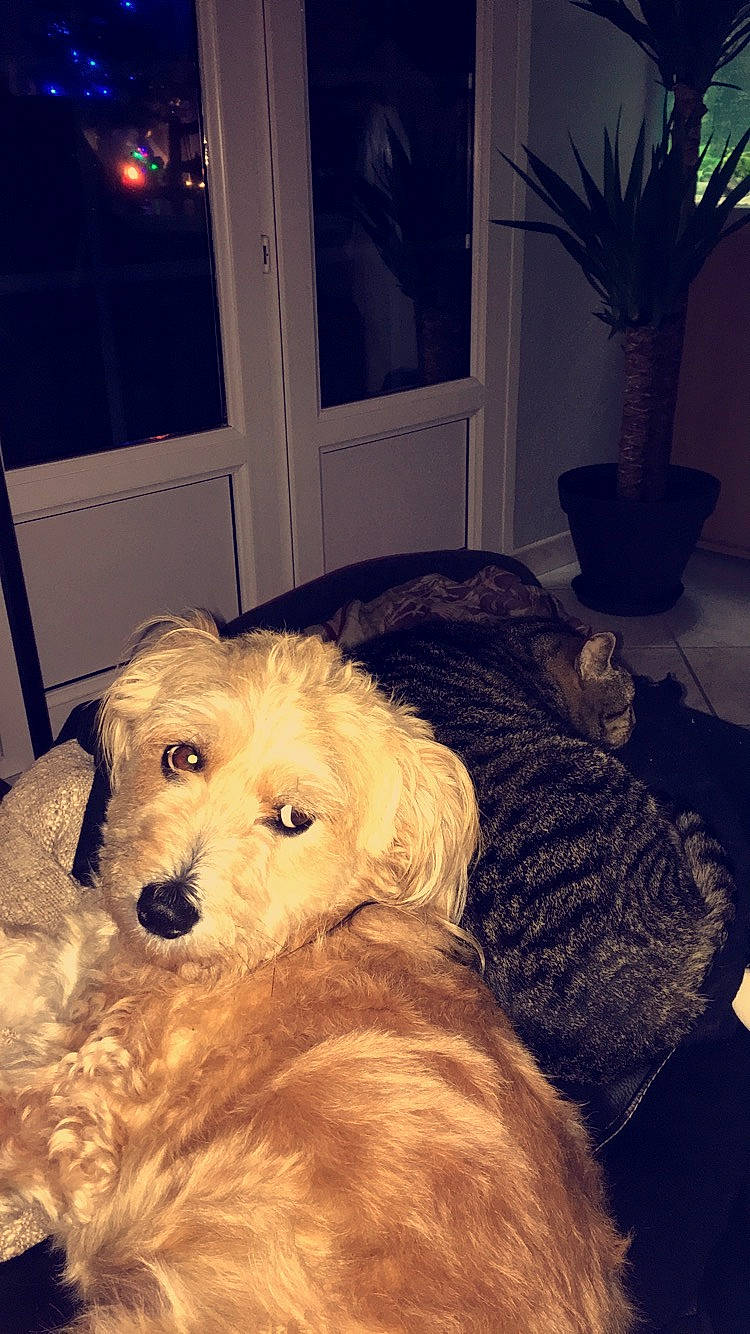 Hasta participe au concours pour gagner de l'argent avec cette photo : canidae, carnivore, comfort, companion_dog, dog, dog_breed, door, fawn, flooring, flowerpot, fur, goldendoodle, houseplant, labradoodle, plant, room, small_terrier, terrier, toy_dog, working_animal