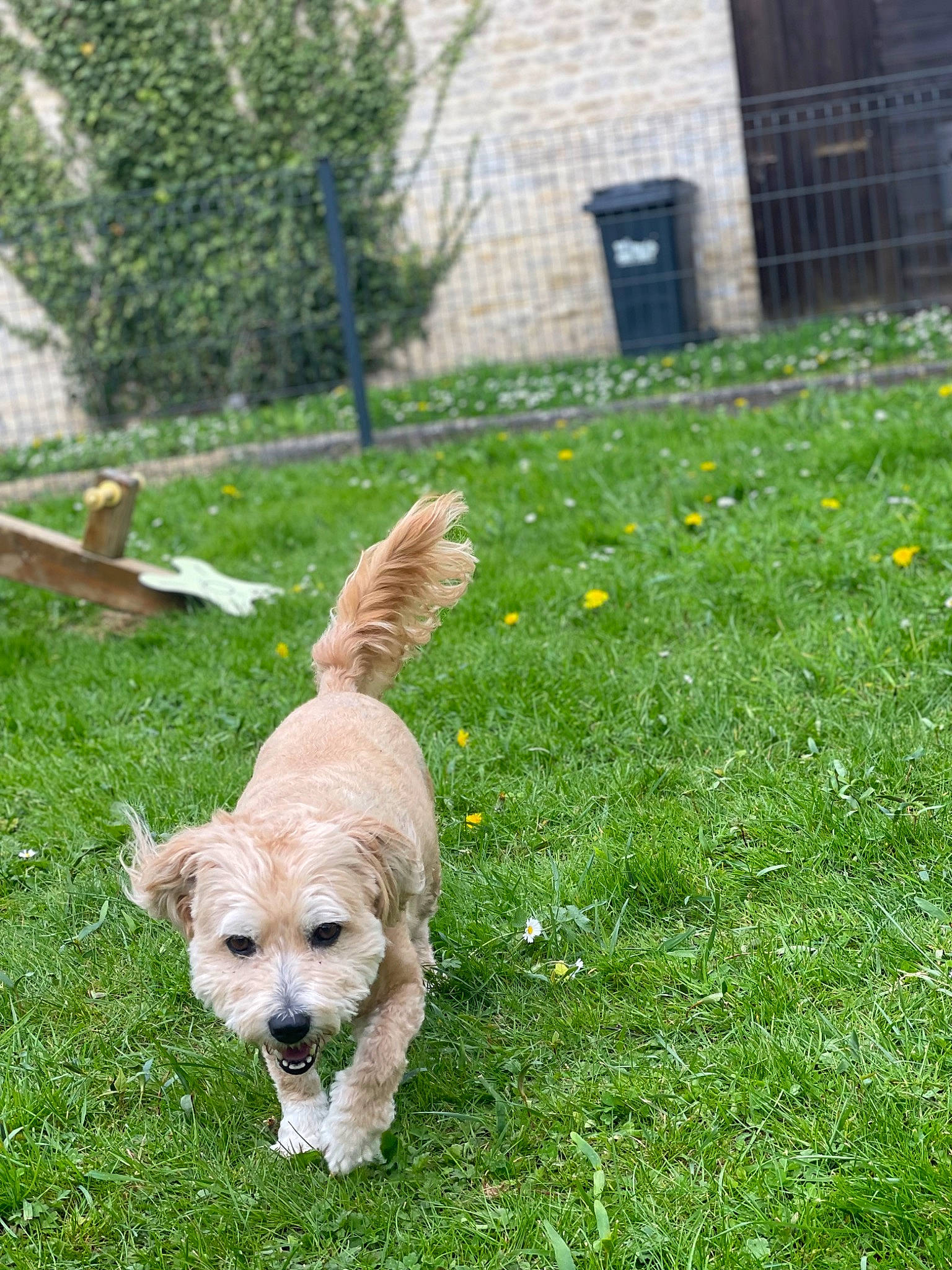 Hasta a rejoint le concours — aidez-le/la à gagner de superbes lots ! canidae, carnivore, companion_dog, dog, dog_breed, fawn, garden, grass, groundcover, lawn, plant, shrub, small_terrier, sporting_group, tail, terrier, toy_dog, waste_container, working_animal, yard