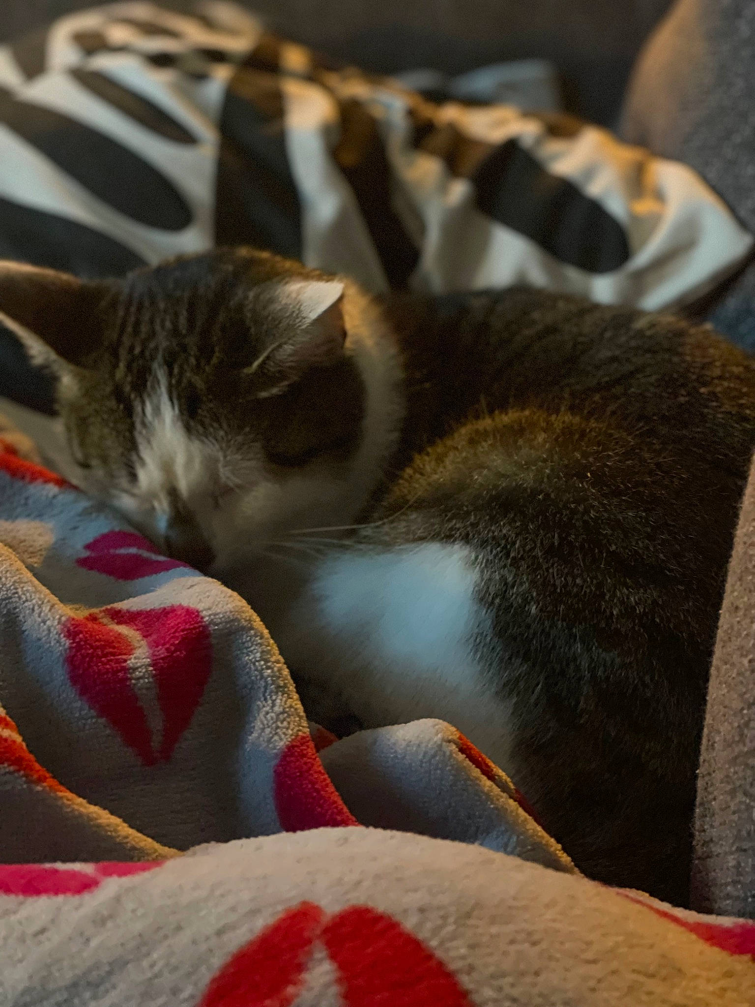 Paillette a rejoint le concours — aidez-le/la à gagner de superbes lots ! carmine, carnivore, cat, claw, comfort, domestic_short_haired_cat, fawn, felidae, fur, grey, linens, nap, paw, sleep, small_to_medium_sized_cats, tail, whiskers, wood