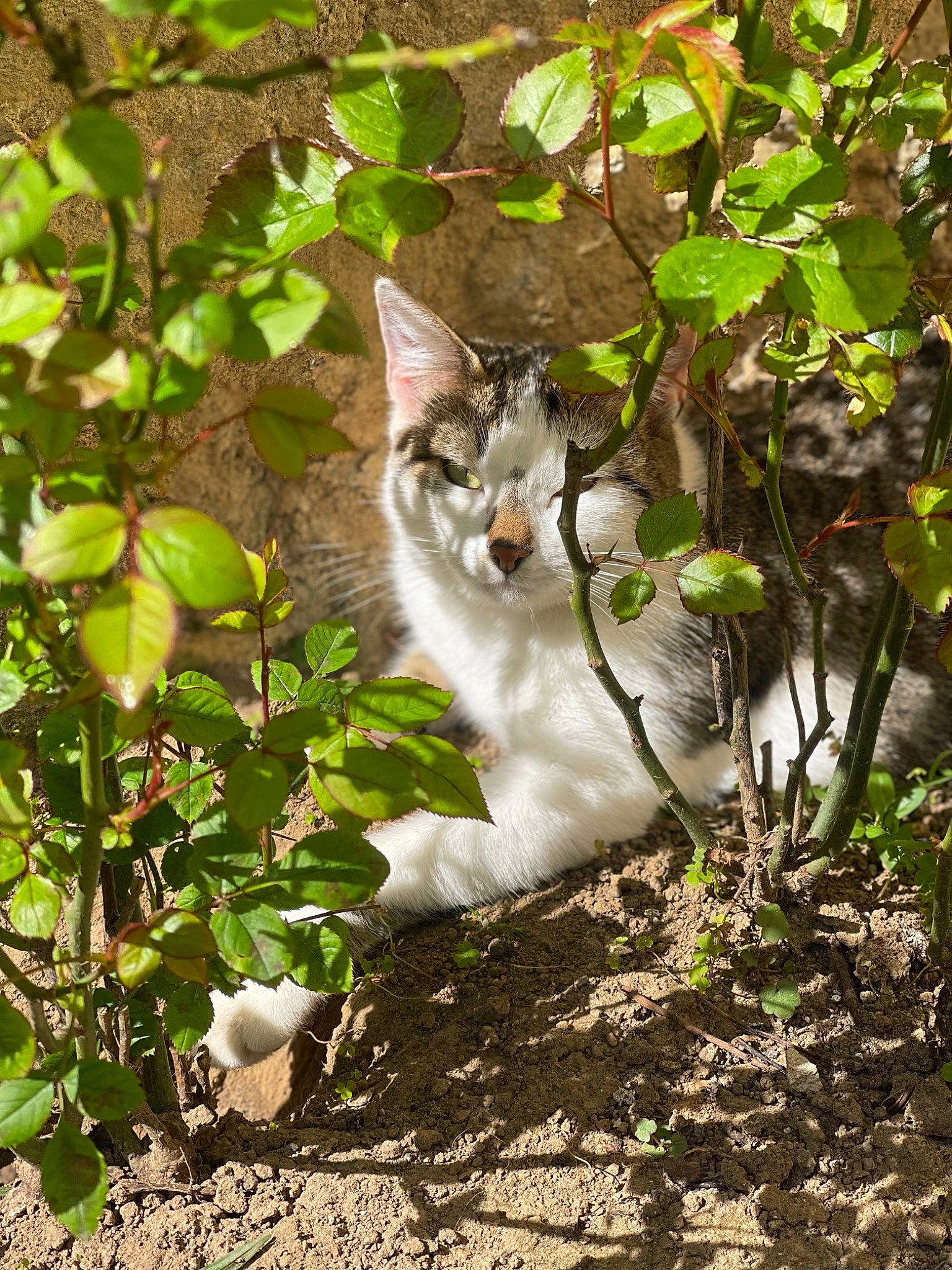 Paillette participe au concours pour gagner de l'argent avec cette photo : carnivore, cat, domestic_short_haired_cat, fawn, felidae, fur, grass, groundcover, herb, plant, small_to_medium_sized_cats, snout, soil, tail, terrestrial_animal, tree, twig, whiskers, wildlife, wood