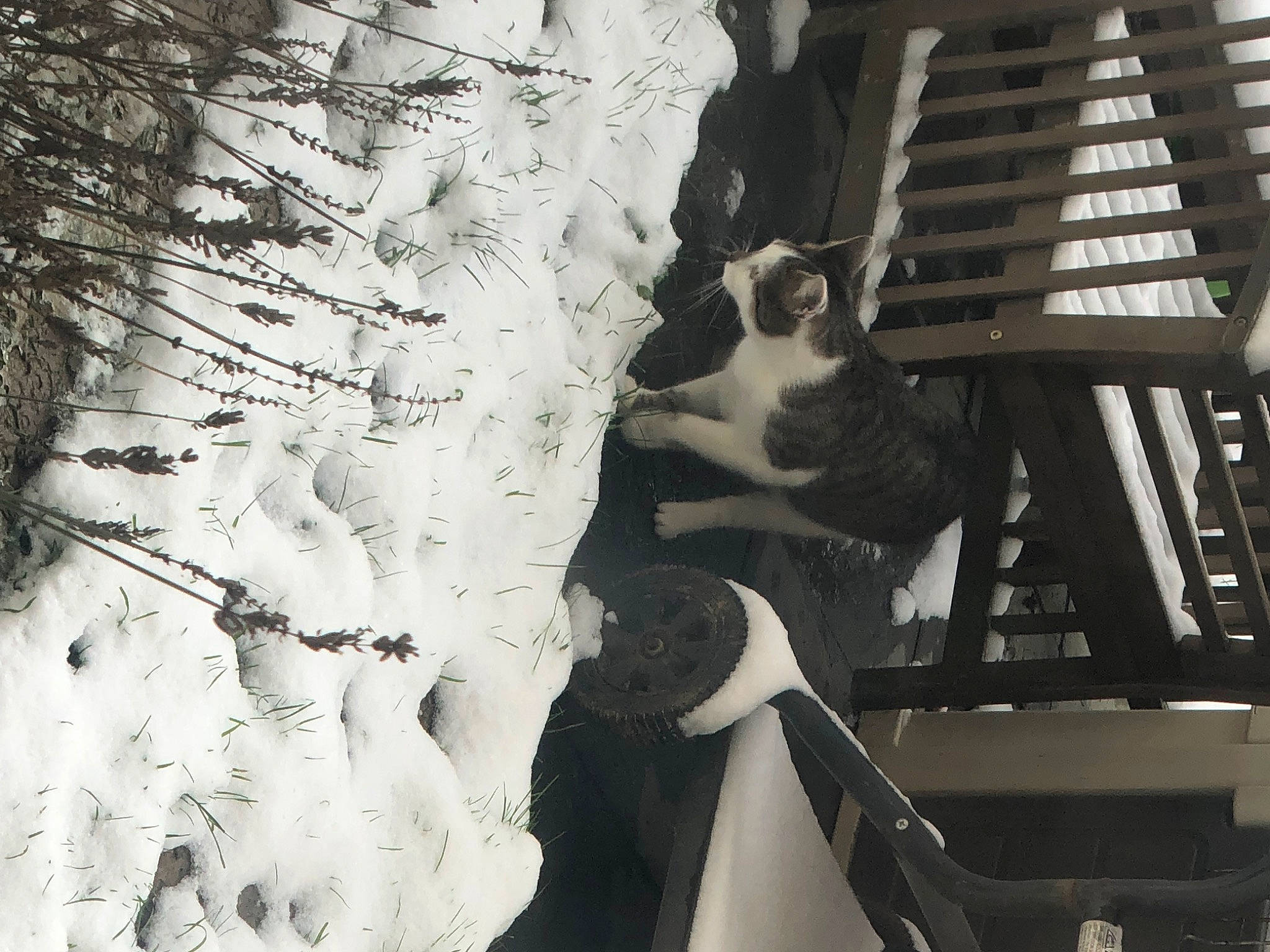 Paillette a rejoint le concours — aidez-le/la à gagner de superbes lots ! art, black_and_white, building, carnivore, cat, felidae, fur, metal, monochrome, monochrome_photography, small_to_medium_sized_cats, stock_photography, style, tail, tints_and_shades, twig, vertebrate, whiskers, wood, world