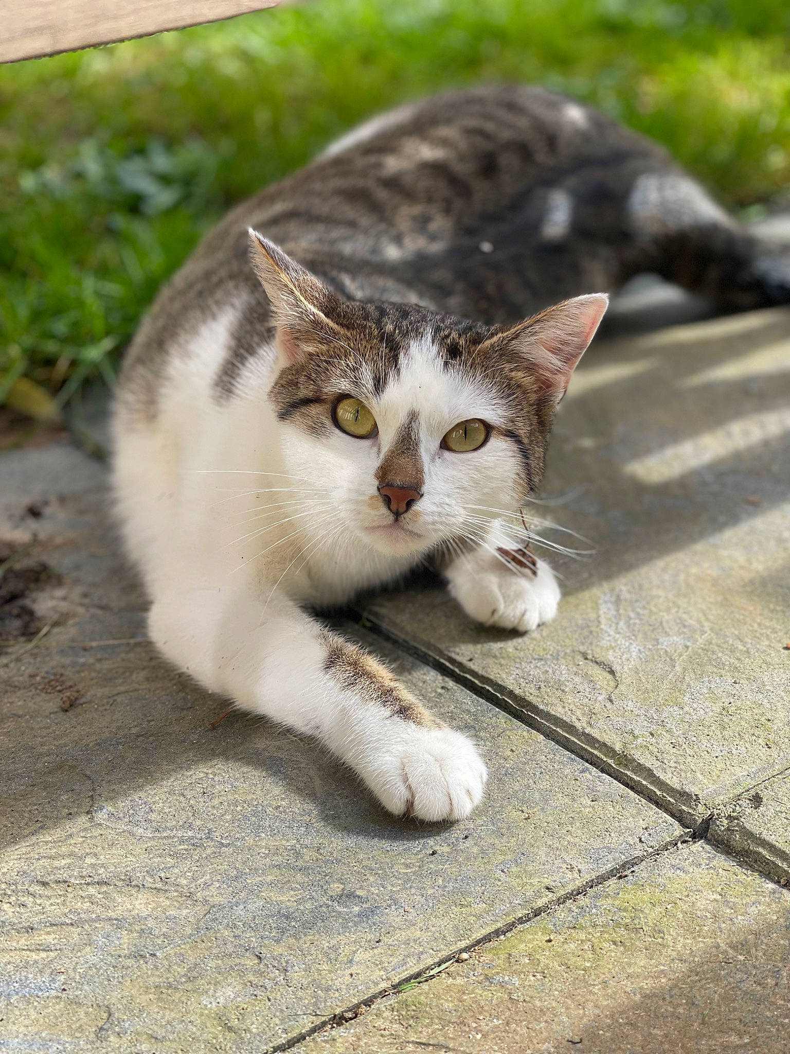 Paillette participe au concours pour gagner de l'argent avec cette photo : asphalt, carnivore, cat, claw, domestic_short_haired_cat, eye, fawn, felidae, fur, grass, paw, plant, road, road_surface, sitting, small_to_medium_sized_cats, snout, tail, terrestrial_animal, whiskers