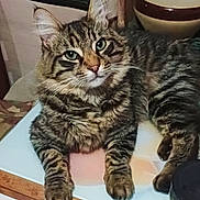 Mahõ participe au concours pour gagner de l'argent avec cette photo : animal, bowl, cat, close_up, counter, cute, domestic, feline, fur, green_eyes, household, indoor, kitchen, mammal, paws, pet, relaxed, resting, tabby_cat, whiskers