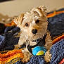 animal, blanket, brown_eyes, canine, closeup, collar, cozy, cute, dog, fluffy, fur, harness, home, indoor, lying_down, pet, playful, relaxed, tennis_ball, toy