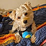 animal, black_harness, blanket, canine, closeup, collar, colorful_blanket, cozy, curious, cute, dog, fur, head_tilt, indoors, pet, playful, resting, small_dog, tennis_ball, toy