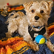 Bandit is registered to the contest to win money with this photo: animal, blanket_texture, blue, collar, colorful, cozy, cute, dog, fluffy, fur, harness, indoor, knitted_blanket, looking_at_camera, pet, playful, resting, small_dog, tennis_ball, yellow