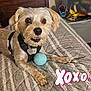 animal, ball, bed, canine, dog, egg, food, football, furniture, homedecor, pet, puppy, soccer, soccerball, sphere, sport, tennis, tennisball, terrier, text