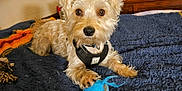Bandit joined the competition — help win amazing prizes! animal, bed, black_harness, blanket, brown_eyes, collar, cozy, curious, dog, dresser, fur, furniture, indoor, paw, pet, photo_frame, room, small_dog, tennis_ball, toy