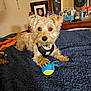 animal, bed, black_harness, blanket, brown_eyes, collar, cozy, curious, dog, dresser, fur, furniture, indoor, paw, pet, photo_frame, room, small_dog, tennis_ball, toy