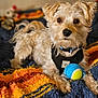 animal, blanket_texture, blue, collar, colorful, cozy, cute, dog, fluffy, fur, harness, indoor, knitted_blanket, looking_at_camera, pet, playful, resting, small_dog, tennis_ball, yellow