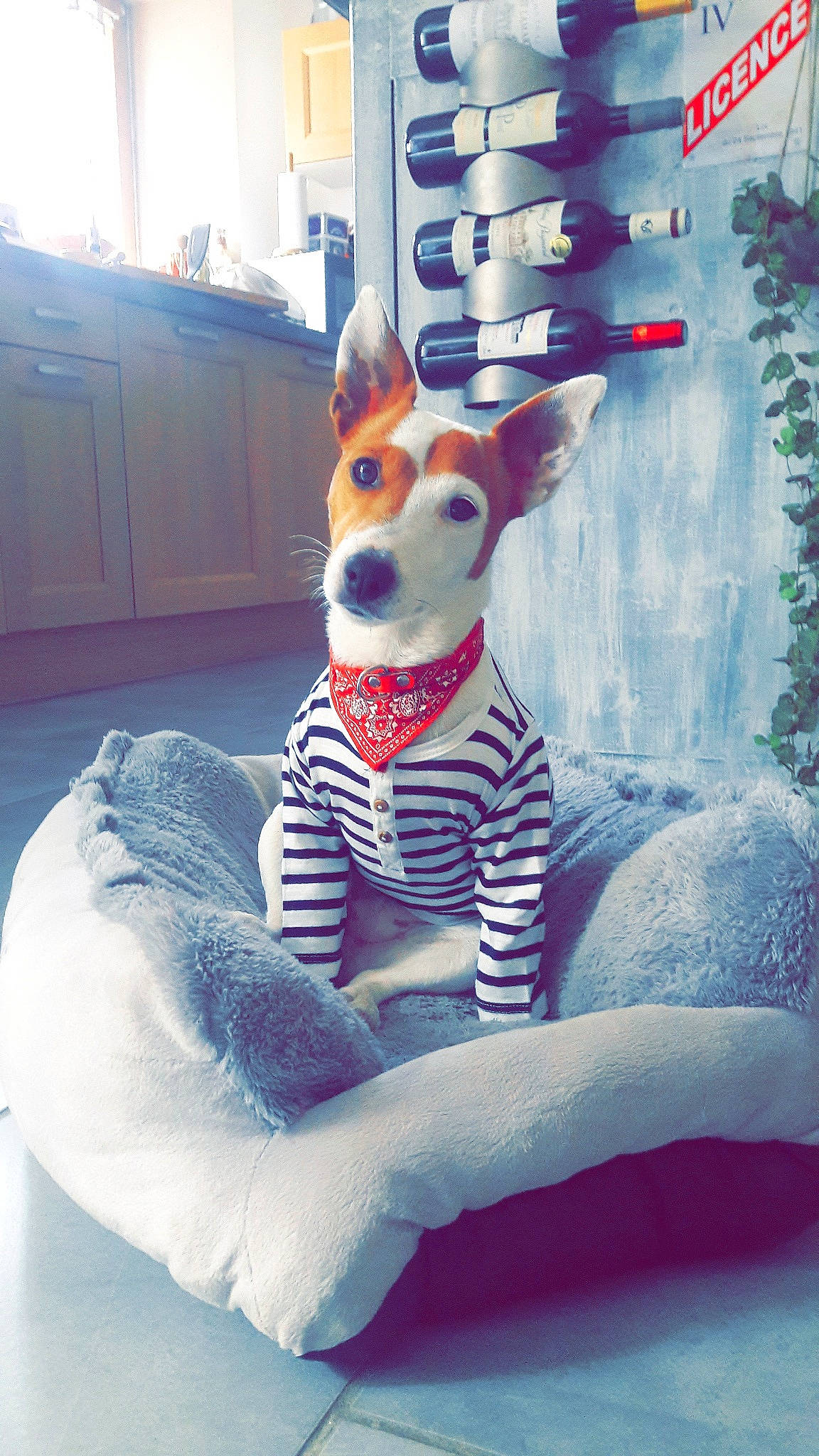 Joy a rejoint le concours — aidez-le/la à gagner de superbes lots ! blue, carnivore, chair, comfort, companion_dog, dog, dog_breed, dog_supply, electric_blue, fawn, head, human_body, light, pattern, snout, t_shirt, tail, textile, whiskers, white