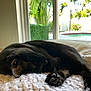 backyard, black_cat, blanket, cat, closeup, cozy, domestic, fur, indoor, knit_blanket, nap, paw, pet, pool, relaxing, sleeping, sliding_glass_door, sunlight, whiskers, window