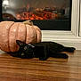 autumn, black_cat, bow, collar, cozy, fall_decor, feline, fireplace, floor, hardwood_floor, home_decor, indoor, kitten, lying_down, orange_glow, pet, portrait, pumpkin, seasonal, wide_eyes